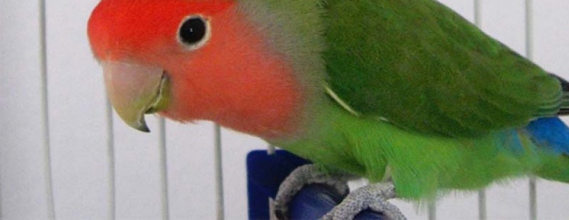 zangvogel